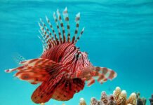 Lionfish